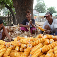 Úc và Brail dỡ bỏ hạn chế và cho phép nhập khẩu cây trồng biến đổi gen