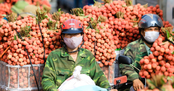 Báo Kinh tế và Đô thị hỗ trợ tiêu thụ hơn 5 tấn vải thiều Bắc Giang