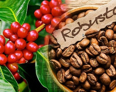 Giá nông sản hôm nay 2/7/2021: Cà phê giảm nhẹ, tiêu cao nhất 76.500 đồng/kg