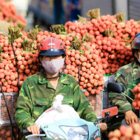 Báo Kinh tế và Đô thị hỗ trợ tiêu thụ hơn 5 tấn vải thiều Bắc Giang