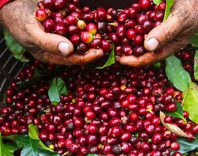 Giá nông sản hôm nay 3/7/2021: Cà phê tăng trở lại, tiêu trụ vững ở mức cao