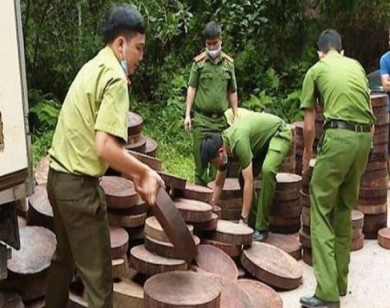 Hà Giang bắt giữ gần 300 khúc gỗ nghiến chưa rõ nguồn gốc