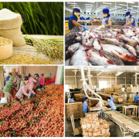 Xuất khẩu nông sản mang về 24,23 tỉ USD bất chấp Covid-19
