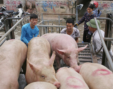 Giá heo hơi hôm nay 8/7/2021: Thiếu nguồn cung, giá heo có thể phục hồi vào quý III/2021?