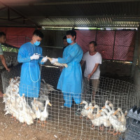 Cần siết chặt quản lý và sử dụng thuốc thú y