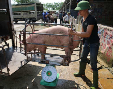 Giá heo hơi ngày 11/7/2021: Người chăn nuôi lao đao vì giá heo chạm đáy?