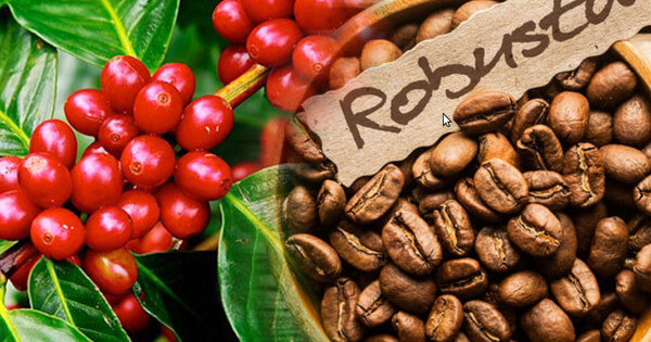 Giá nông sản ngày 15/7/2021: Cà phê quay đầu tăng mạnh, tiêu cao nhất 75.500 đồng/kg