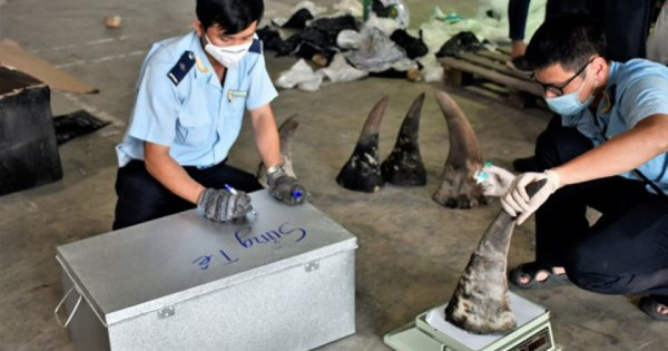 Đà Nẵng bắt giữ 3,2 tấn hàng nghi sừng tê giác, xương động vật hoang dã từ Nam Phi