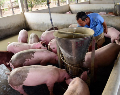 Giá heo hơi ngày 18/7/2021: Người chăn nuôi chịu thua lỗ "kép"