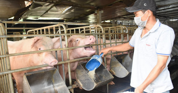 Giá heo hơi ngày 19/7/2021: Người nuôi lo lắng giá heo chạm "đáy" vẫn không bán được! 