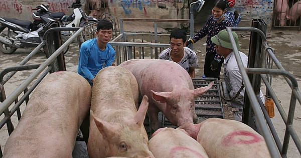 Giá heo hơi ngày 21/7/2021: Có nơi tăng 3.000 đồng/kg