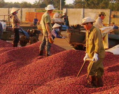 Giá nông sản ngày 23/7/2021: Cà phê tiếp tục tăng 900 đồng/kg, tiêu đi ngang