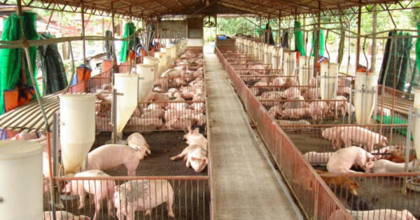 Đồng Nai: Dịch bệnh phức tạp nhưng sản lượng lợn vẫn tăng, cần giải pháp để tiêu thụ