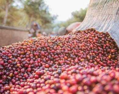 Giá nông sản ngày 26/7/2021: Cà phê tăng lên 38.000 đồng/kg, tiêu đi ngang