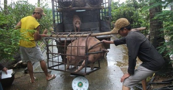 Giá heo hơi ngày 29/7/2021: Người nuôi “đứng ngồi không yên” vì giá bán thấp hơn giá thành?