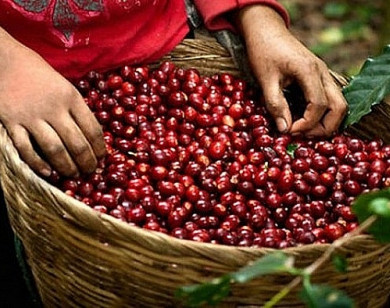 Giá nông sản ngày 30/7/2021: Cà phê giảm 500 đồng/kg, tiêu trụ vững ở ngưỡng cao