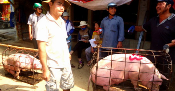 Giá heo hơi ngày 3/8/2021: Khâu trung gian và bán lẻ “ăn dày”