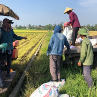 Kiến nghị mua lúa dự trữ để ổn định thị trường mùa dịch Covid-19