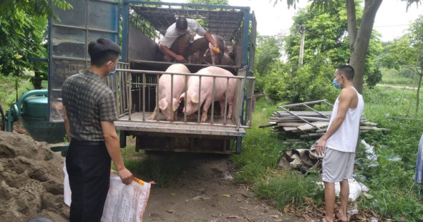 Giá heo hơi ngày 15/8/2021: Tuần tới, giá heo tiếp tục tăng?