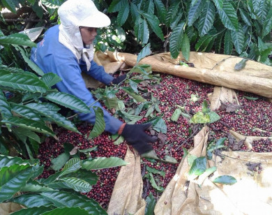 Giá nông sản ngày 19/8/2021: Cà phê tăng mạnh, tiêu cao nhất gần 80.000 đồng/kg