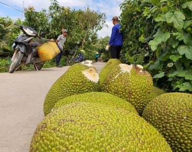 Nguồn cung hạn chế, giá mít tại Đồng bằng sông Cửu Long tăng mạnh