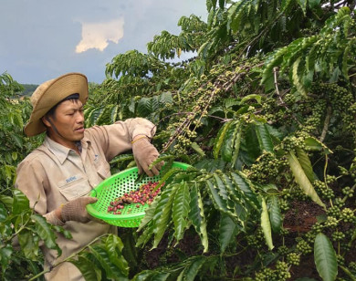 Giá nông sản ngày 25/8/2021: Cà phê tiếp tục tăng 800 đồng/kg, tiêu thấp nhất 74.000 đồng/kg