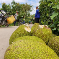 Nguồn cung hạn chế, giá mít tại Đồng bằng sông Cửu Long tăng mạnh