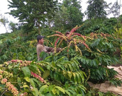 Giá nông sản ngày 30/8/2021: Cà phê cao nhất 40.200 đồng/kg, tiêu đi ngang