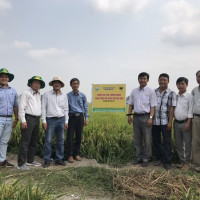 Tổng kết đợt một mô hình “canh tác lúa thông minh” vụ Hè Thu năm 2021 tại ĐBSCL