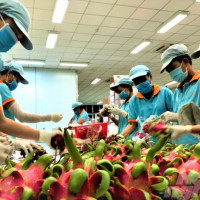Tìm thị trường mới cho thanh long… xuất ngoại