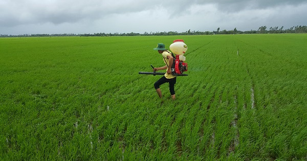 Giải pháp canh tác lúa thông minh trên đất phèn đem lại hiệu quả cao