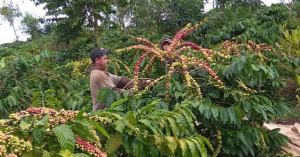 Giá nông sản ngày 9/9/2021: Cà phê quay đầu giảm, tiêu tiếp tục tăng 500 đồng/kg