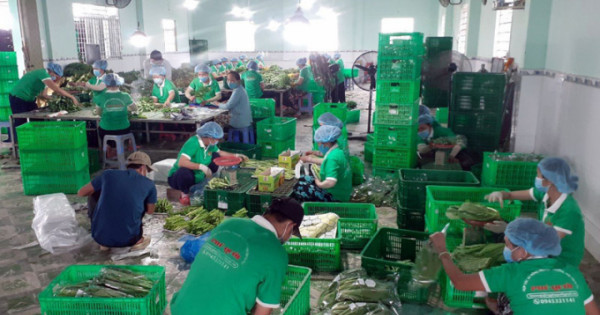 Kết nối tiêu thụ nông sản và thực phẩm tươi sống cho TP Hồ Chí Minh