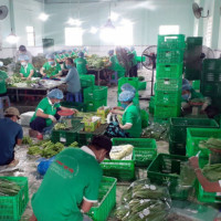 Kết nối tiêu thụ nông sản và thực phẩm tươi sống cho TP Hồ Chí Minh