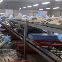 Việt Nam trở thành nguồn cung cá ngừ lớn nhất cho Israel