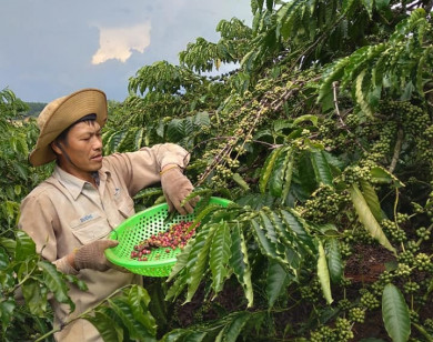 Giá nông sản ngày 1/10/2021: Cà phê cao nhất 40.200 đồng/kg, tiêu đi ngang