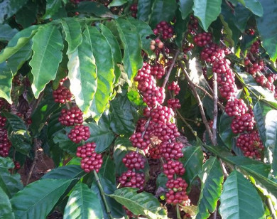 Giá nông sản ngày 2/10/2021: Cà phê tăng 500 đồng/kg, tiêu tiếp tục đi ngang