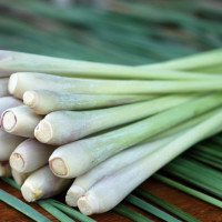 6 cách đuổi kiến ba khoang ra khỏi nhà đơn giản và hiệu quả