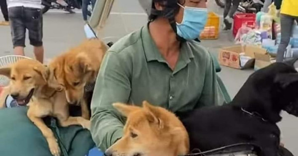 Cà Mau yêu cầu báo cáo việc tiêu hủy 15 con chó người dân mang từ Long An về