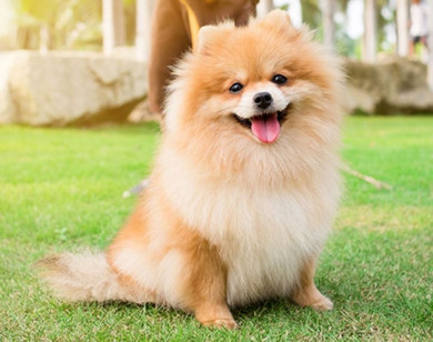 Con người có thể bị lây Covid-19 từ chó mèo?