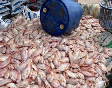 Nguyên nhân 750 tấn cá nuôi bè ở Đồng Nai bị chết?