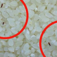 Cách bảo quản gạo không bị mọt