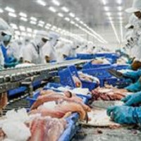 Xuất khẩu cá tra Việt Nam 9 tháng đầu năm 2021 tăng 3,2%