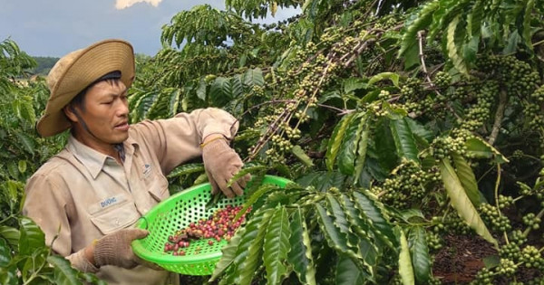 Giá nông sản ngày 30/10/2021: Cà phê quay đầu tăng 300 đồng/kg, tiêu trụ vững ở mức cao