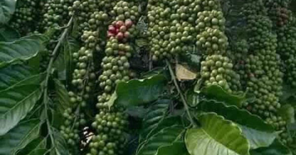 Giá nông sản ngày 1/11/2021: Cà phê cao nhất 41.600 đồng/kg, tiêu kỳ vọng đạt 95.000 đồng/kg