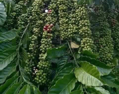 Giá nông sản ngày 1/11/2021: Cà phê cao nhất 41.600 đồng/kg, tiêu kỳ vọng đạt 95.000 đồng/kg