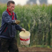 Trung Quốc đề xuất các quy định mới về kiểm duyệt cây trồng biến đổi gen