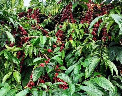 Giá nông sản ngày 22/11/2021: Cà phê cao nhất 41.000 đồng/kg, tiêu neo ở mức cao