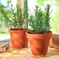 5 loại cây trồng đuổi gián cực kỳ hiệu quả