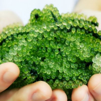Cách sơ chế và bảo quản rong nho
